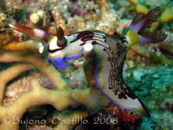  Taken at Marissa divesite at Samal Island, Davao City. C... by Arthur Castillo 